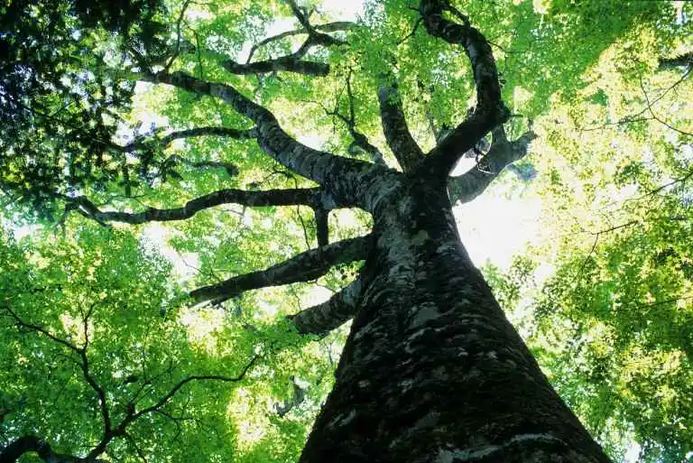 A photo of a tree