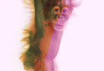 Orangutan balance print