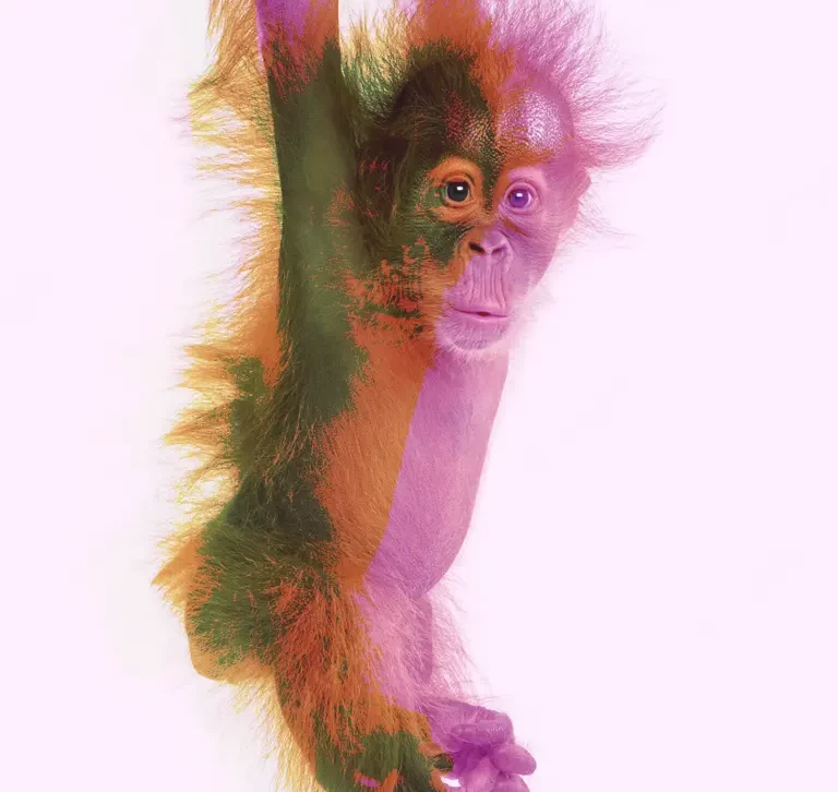 Orangutan balance print